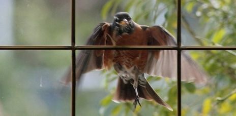 How to Stop Birds Attacking Windows (Why Do Robins Knock on Glass
